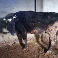 گاو قصر وتلیسه|حیوانات مزرعه|رامند, |دیوار