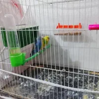 پرنده