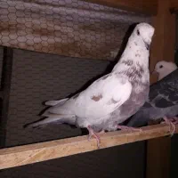 تعدادی کبوترساعتی خوش رنگ|پرنده|شاهرود, |دیوار