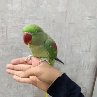 شاه طوطی یکساله رام دستی