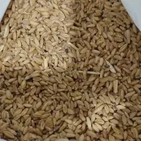 گندم دیمه|خدمات باغبانی و درختکاری|تربت جام, شهرک معلم|دیوار