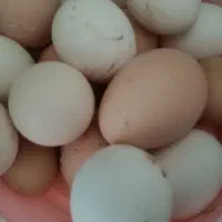 تخم مرغ محلی ،(نطفه دار)