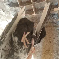 پرنده کبوتر|پرنده|مسجد سلیمان, |دیوار