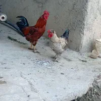 خروس محلی جوان