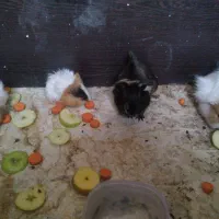 خوکچه هندی|موش و خرگوش|کاشمر, |دیوار