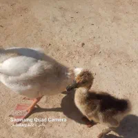 یک غاز و یک قو غاز
