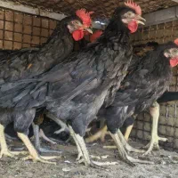 جوجه خروس سیاه پا مشکی محلی اصل مناسب خونریزی