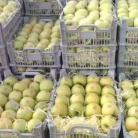 کار باغ سیب در اگریقاش نزدیک و امن
