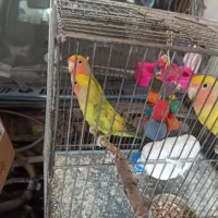 طوطی برزیلی|پرنده|اقبالیه, |دیوار