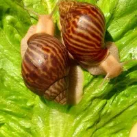 حلزون مارژیناتا ایماکولاتا
