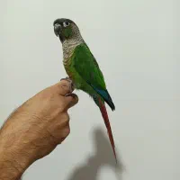طوطی گرینچیک نرمال ماده