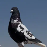 کفتر ابلغ . پلنگ