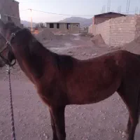 فروش کره ذوالجناح ملکی