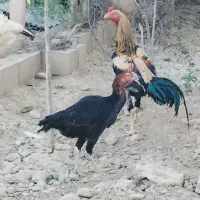 تخم لاری نطفه دار