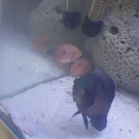 یک عدد اسکار و یک جفت جوئل