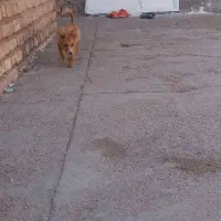 جفت سگ پاکوتاه نژاد پامری