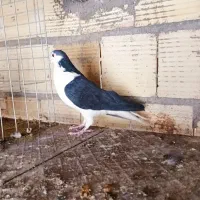 کفتر اصفهانی|پرنده|یزد, |دیوار