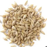 فروش جو و گندم خوراک دام