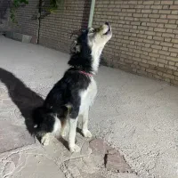 سگ هاسکی چشم عسلی