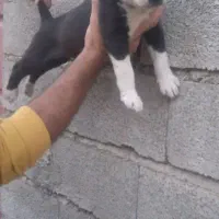 توله آلابای