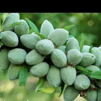 توزیع نهال بادام آذر یکساله به قیمت 50 هزار تومان