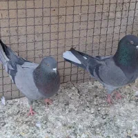 کبوتر سبز|پرنده|نهاوند, |دیوار