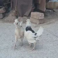 فروش دو عدد جوجه ۵۰ روزه گلین لری چهل تاج ریش