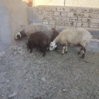 میش بره