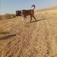 دو قلاده سگ نگهبان عالی هر دو نر