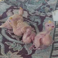 جوجه عروس هلندی لوتینو|پرنده|تهران, مسعودیه|دیوار