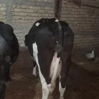 گوساله گاو شیری|حیوانات مزرعه|شیراز, ظفرآباد|دیوار