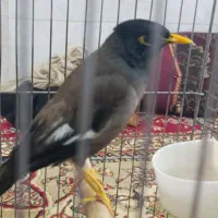 فروش مرغ مینا سخنگو