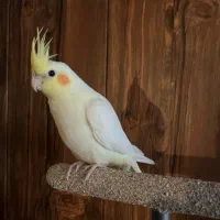 عروس هلندی سه ماهه