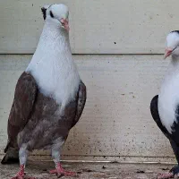 کربلایی نر کاکولی خال سیاه دار