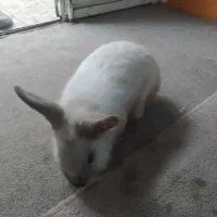 خرگوش|موش و خرگوش|مسجد سلیمان, |دیوار