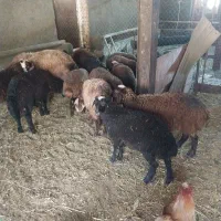 ۱۰ عدد بره ماده برای فروش