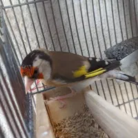 سهره سرسیاه دورگ|پرنده|شیراز, نصر|دیوار