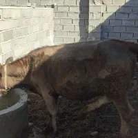 گوساله|حیوانات مزرعه|گنبد کاووس, |دیوار