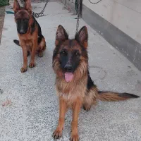 ژرمن ماده شاه توله 5 ماهه