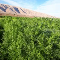 سبزی خورشتی|خوردنی و آشامیدنی|سرپل ذهاب, |دیوار