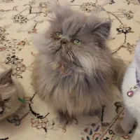 گربه ماده لانگ هیر