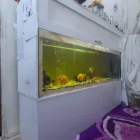 ماهی با آکواریوم فروشی