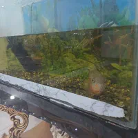 آکواریوم و ماهی اسکار|ماهی|چناران, |دیوار