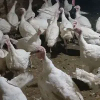 بوقلمون