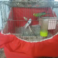 مرغ عشق نروماد