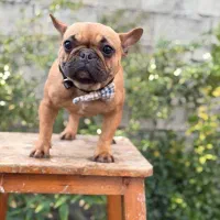 ۳ عدد سگ فرنچ بولداگ