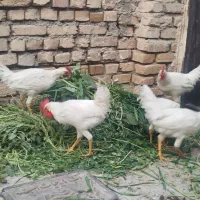 خروس|حیوانات مزرعه|محمدیه-قزوین, |دیوار