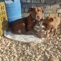 پیتبول ماده جوان خوشکل و خون خالص|سگ|شیراز, درکی|دیوار