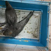 کوتوله مولد وعروس هلندی جوجه وکار|پرنده|کهک, |دیوار