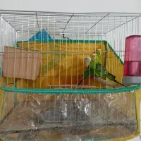 سه تا مرغ عشق